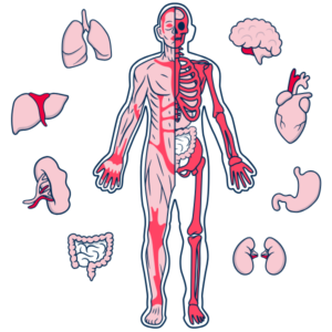 Noes Ultrascan 360
