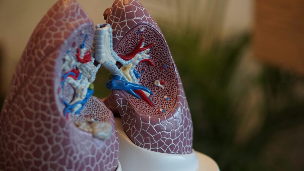 Lung-Heart Synchronization